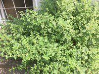 Pfefferminze/ Peppermint Leaf Extract/ Mentha Piperita